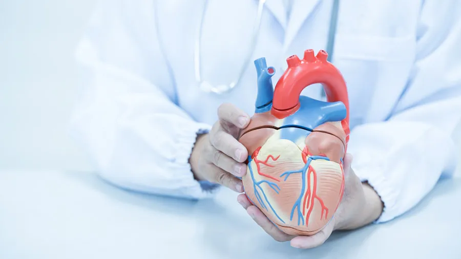 kalp damarlarında darlık varsa ne olur