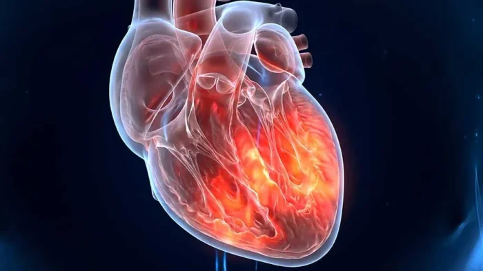 Miyokardit (Kalp Kası İltihabı) Nedir? Belirtileri ve Tedavisi